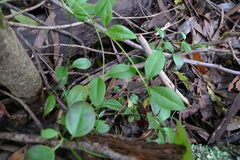 Vincetoxicum barbatum