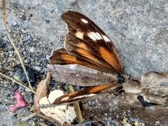 Libytheana carinenta mexicana