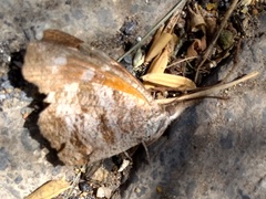 Libytheana carinenta mexicana