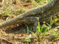 Acanthocercus atricollis