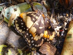 Chlosyne lacinia adjutrix