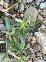 Oldenlandia corymbosa