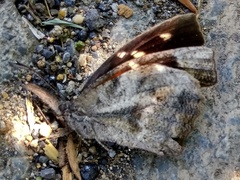 Libytheana carinenta mexicana