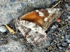 Libytheana carinenta mexicana