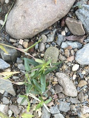 Oldenlandia corymbosa