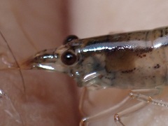 Atyoida tahitensis