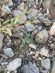 Oldenlandia corymbosa