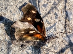Libytheana carinenta mexicana