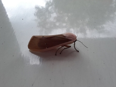 Creatonotos transiens