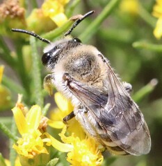 Lasioglossum sisymbrii