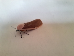 Creatonotos transiens