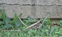 Acanthocercus atricollis