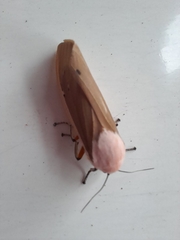 Creatonotos transiens