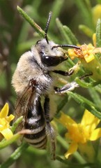 Lasioglossum sisymbrii