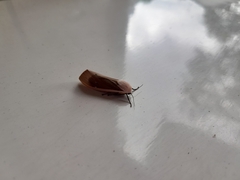 Creatonotos transiens
