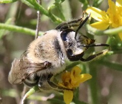 Lasioglossum sisymbrii