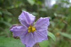 Solanum silvestre