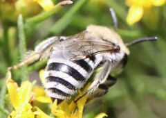 Lasioglossum sisymbrii