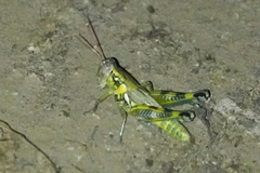 Melanoplus lakinus