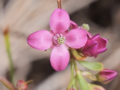 Boronia crenulata