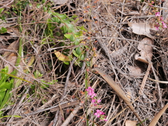 Boronia crenulata