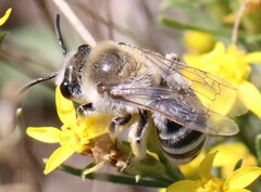 Lasioglossum sisymbrii