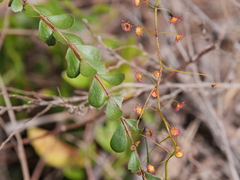 Boronia crenulata