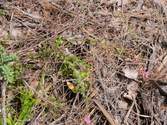 Boronia crenulata