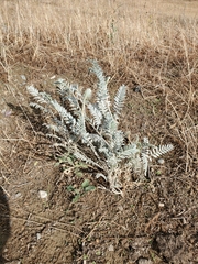 Astragalus