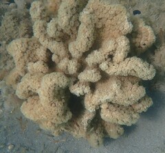 Duncanopsammia peltata