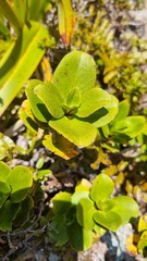 Coprosma serrulata