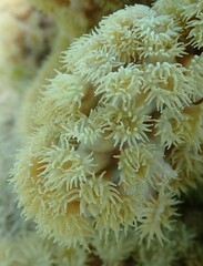 Duncanopsammia peltata