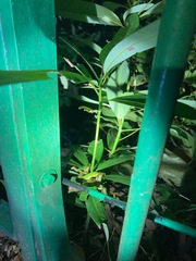 Trimeresurus albolabris