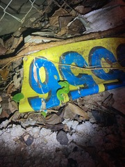 Trimeresurus albolabris