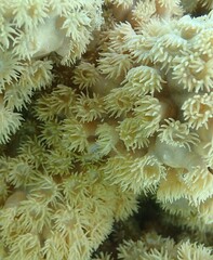 Duncanopsammia peltata