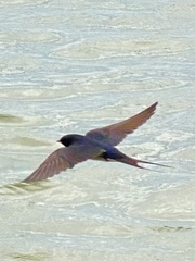 Hirundinidae