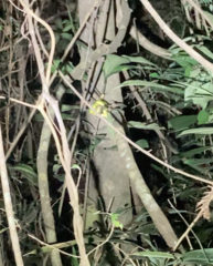 Trimeresurus albolabris