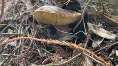 Boletus regineus