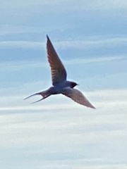 Hirundinidae