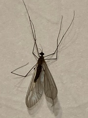 Trichocera