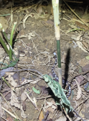 Lycodon futsingensis