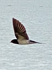 Hirundinidae