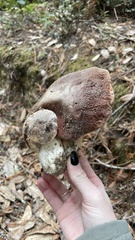 Boletus regineus