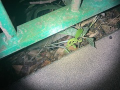 Trimeresurus albolabris