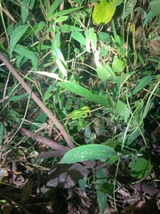 Trimeresurus albolabris