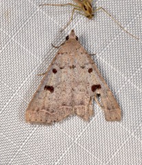 Bleptina caradrinalis