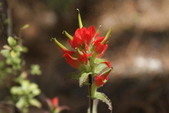 Castilleja scorzonerifolia
