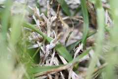 Habronattus pyrrithrix