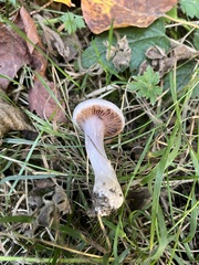 Cortinarius lucorum