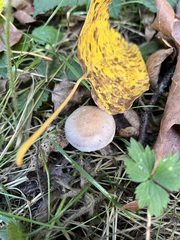 Cortinarius lucorum